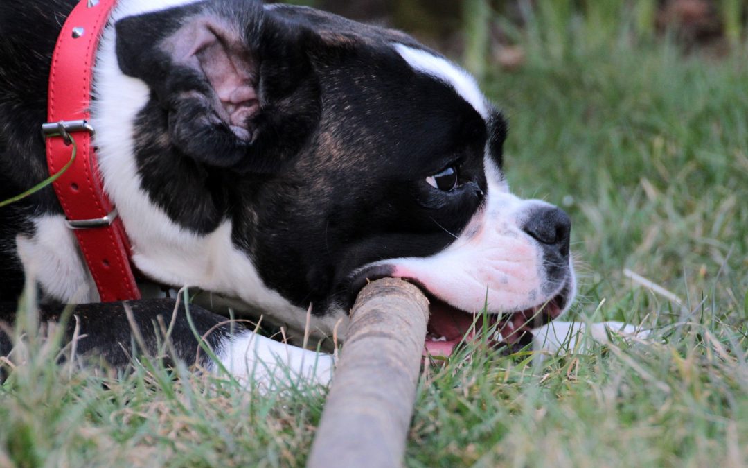 Cycling Coach Bitten by Dogs in Colorado Park